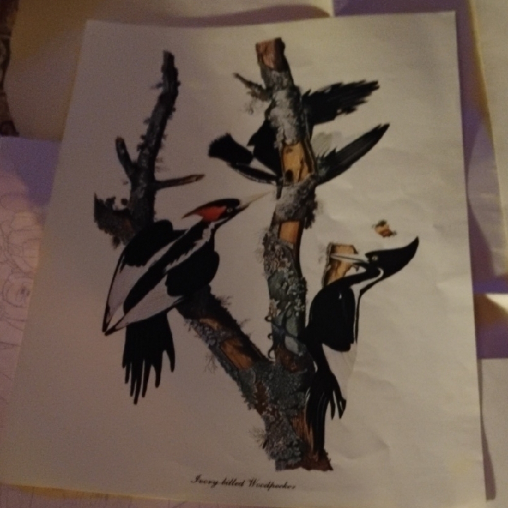John Audubon Lithographs Set Of 4 Birds Of Nature Vibrant Colors